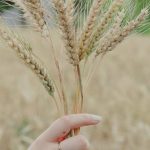 Vertical Farms - Wheat spikes in womans hand