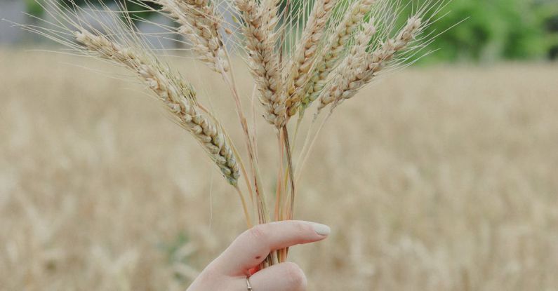Vertical Farms - Wheat spikes in womans hand