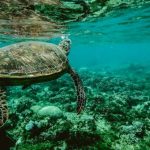 Oceans - Photo of a Turtle Swimming Underwater