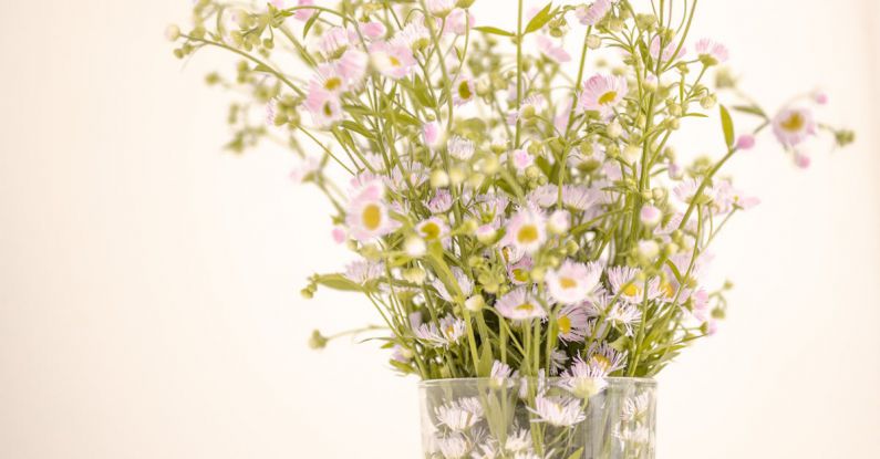 Asteroids - Simple glass vase with fresh delicate white doll s daisy flowers placed on white table