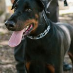 Human Combustion - Black and Brown Doberman Pinscher Standing on Soil
