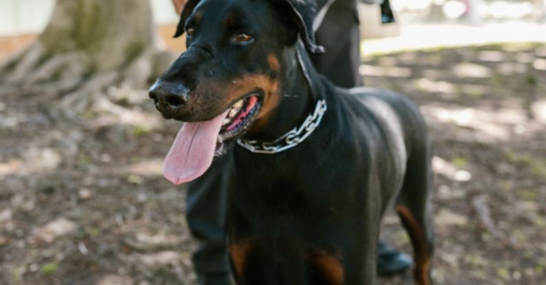 Human Combustion - Black and Brown Doberman Pinscher Standing on Soil